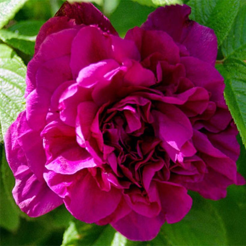 Rosa rugosa Hansa (Fioritura)
