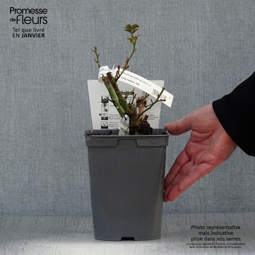 Rosa Jardin des Tuileries Vaso da 3L/4L esemplare consegnato in inverno