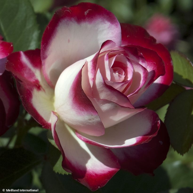 Rosa Jubilé du Prince de Monaco (Fioritura)