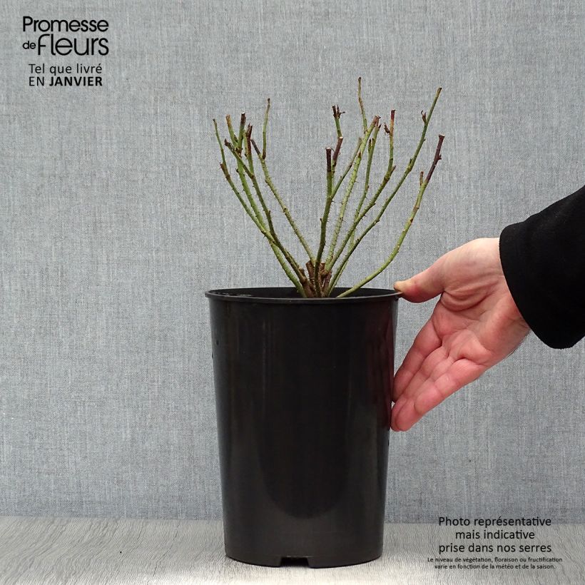 Rosa antica Mme Boll Vaso da 4L/5L esemplare consegnato in inverno