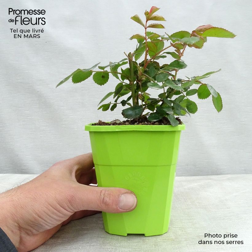 Rosa polyantha Nectar Garden Chabadabada Vaso da 3L/4L esemplare consegnato in primavera