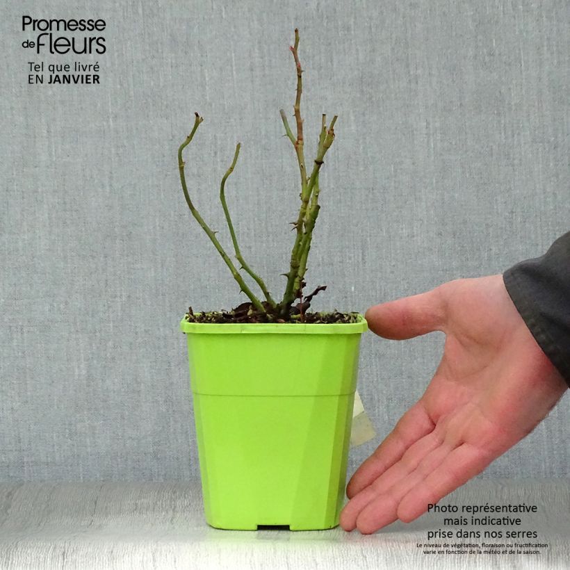 Rosa polyantha Nectar Garden Escimo Vaso da 4L/5L esemplare consegnato in inverno