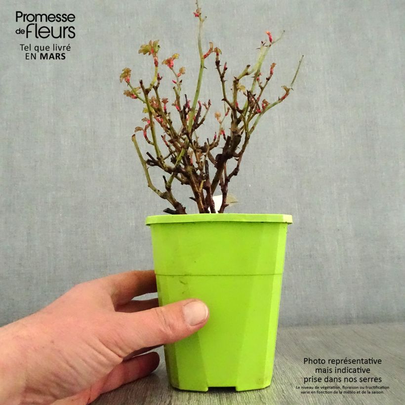 Rosa polyantha Nectar Garden Lilliput Lupo Vaso da 3L/4L esemplare consegnato in inverno
