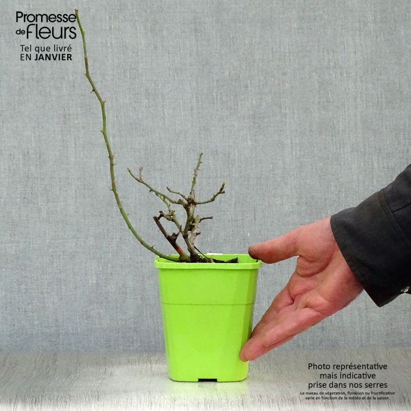 Rosa polyantha Nectar Garden Rekord Naturen Vaso da 1,5L/2L esemplare consegnato in inverno