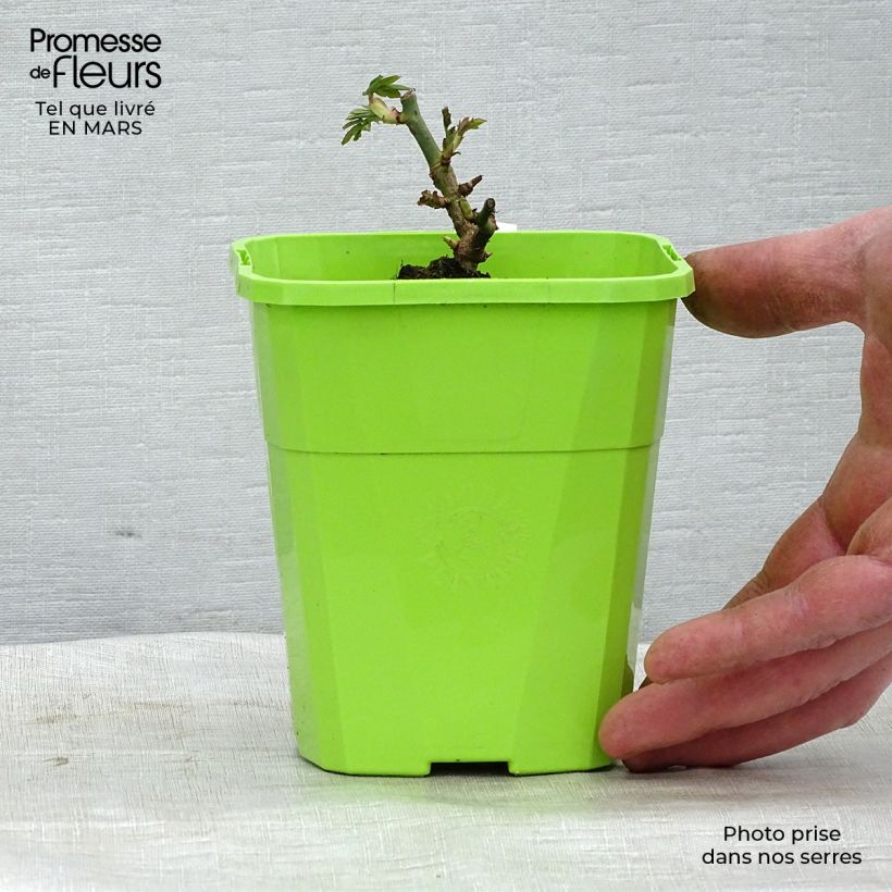 Rosa polyantha PARFUMA Catherine de Medicis Vaso da 3L/4L esemplare consegnato in primavera