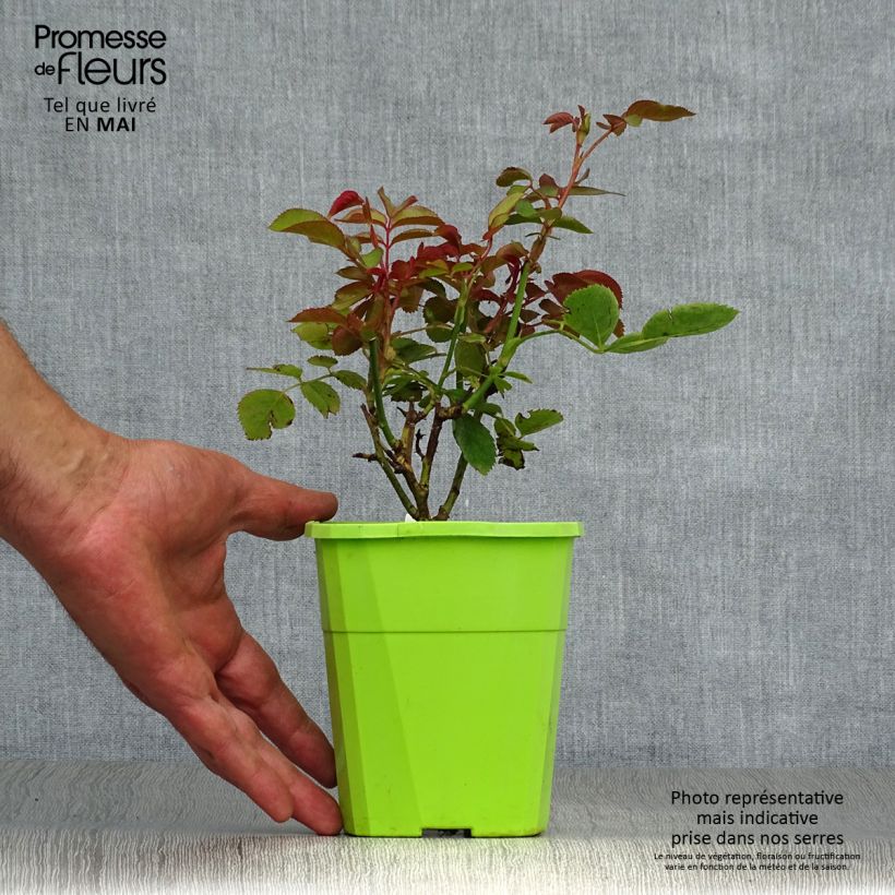 Rosa polyantha PARFUMA Duchesse Christiana Vaso da 3L/4L esemplare consegnato in primavera