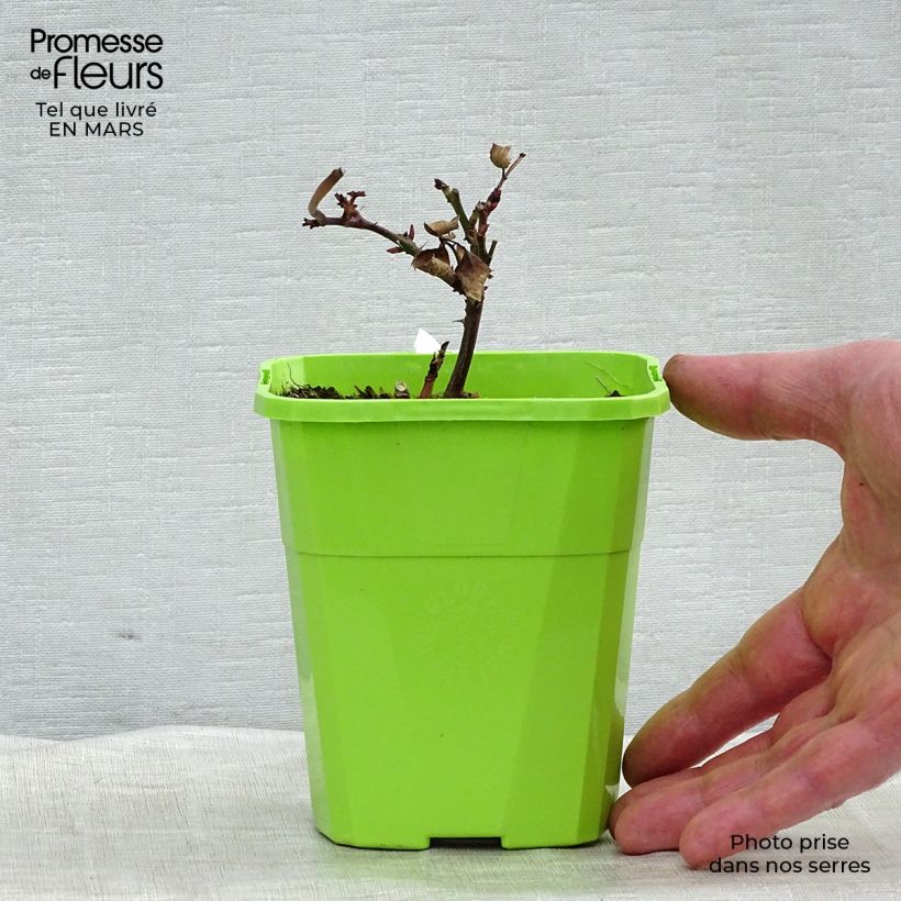 Rosa PARFUMA Grande Duchesse Louise - Rose ibrida di tea Vaso da 4L/5L esemplare consegnato in primavera