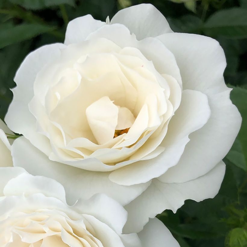 Rosa polyantha PATIO ROSE Baby Icebergl (Fioritura)