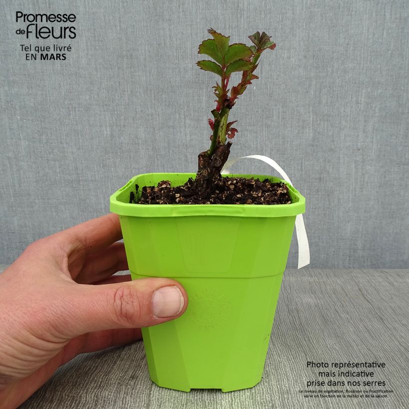 Rosa polyantha PATIO ROSE Cherry Girl Vaso da 1,5L/2L esemplare consegnato in inverno