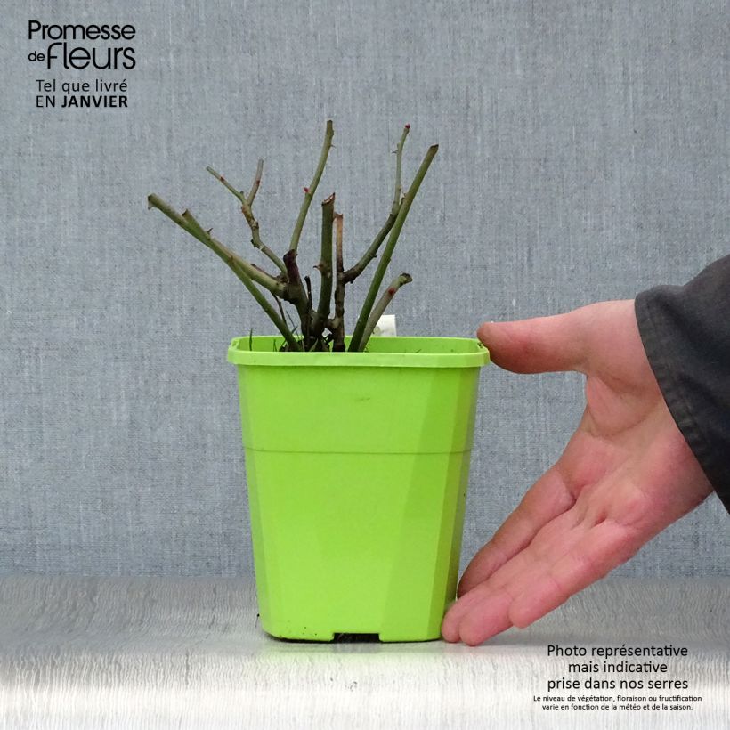 Rosa polyantha PATIO ROSE Milano Vaso da 1,5L/2L esemplare consegnato in inverno