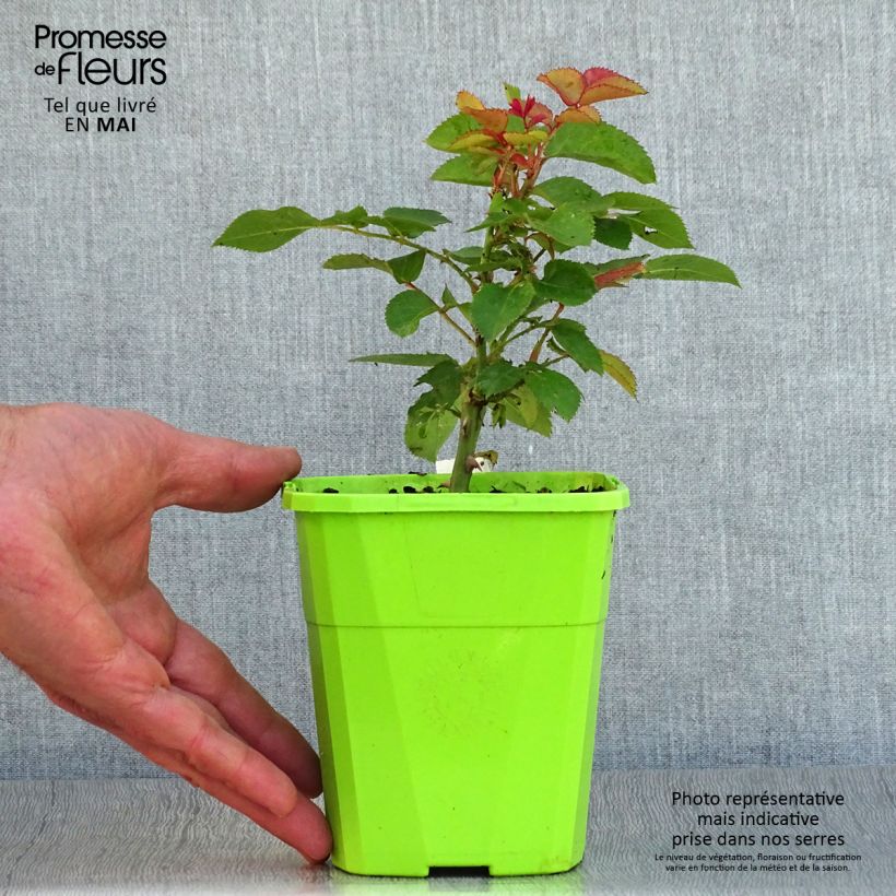 Rosa polyantha PATIO ROSE Xenia Korpinka Vaso da 3L/4L esemplare consegnato in primavera