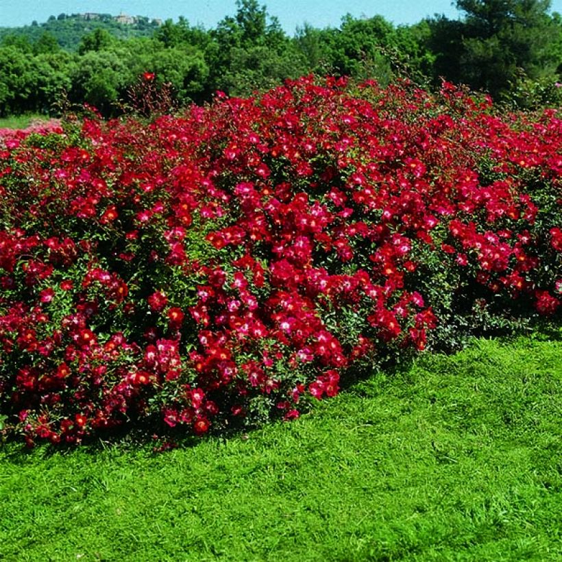 Rosa polyantha Rouge Meillandécor (Porto)