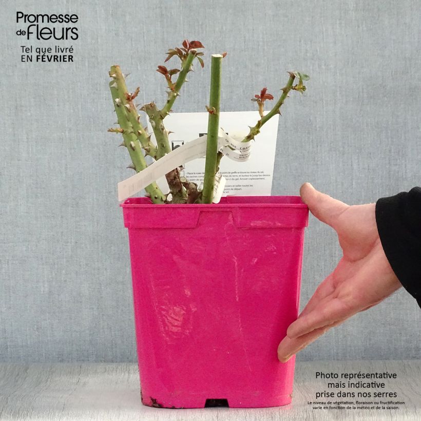 Rosa Princesse Astrid de Belgique - Rose ibrida di tea Vaso da 4L/5L esemplare consegnato in inverno