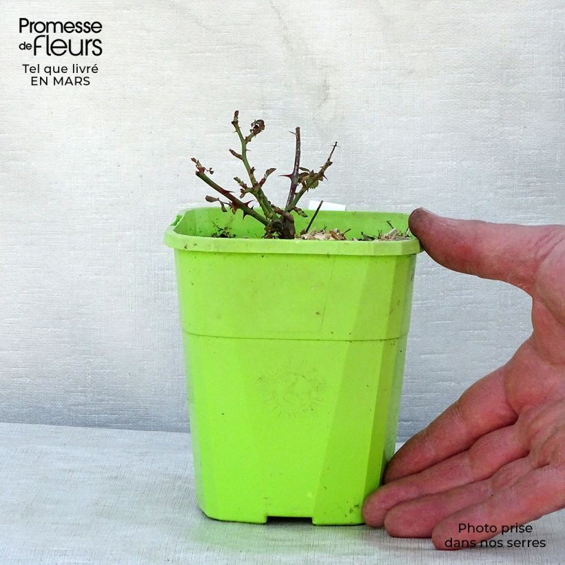 Rosa tappezzante Black Forest Rose Vaso da 1,5L/2L esemplare consegnato in primavera