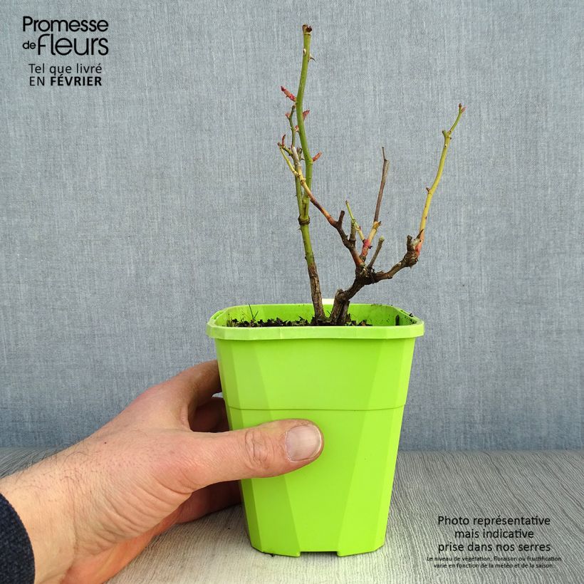 Rosa tappezzante Black Forest Rose Vaso da 1,5L/2L esemplare consegnato in inverno