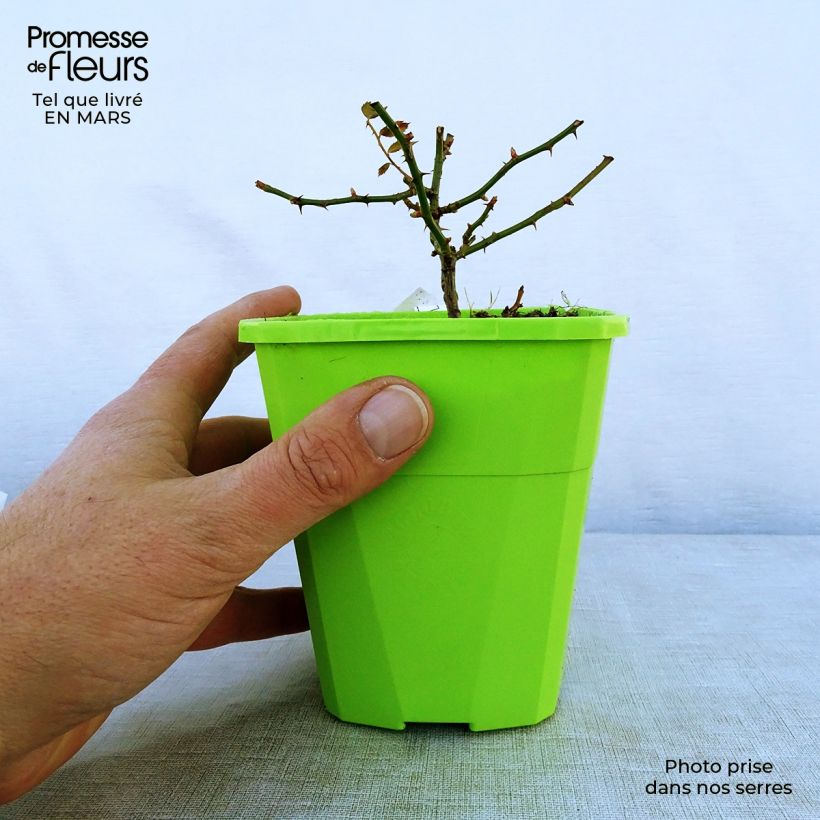 Rosa Rigo Rosen Innocencia Vaso da 3L/4L esemplare consegnato in primavera