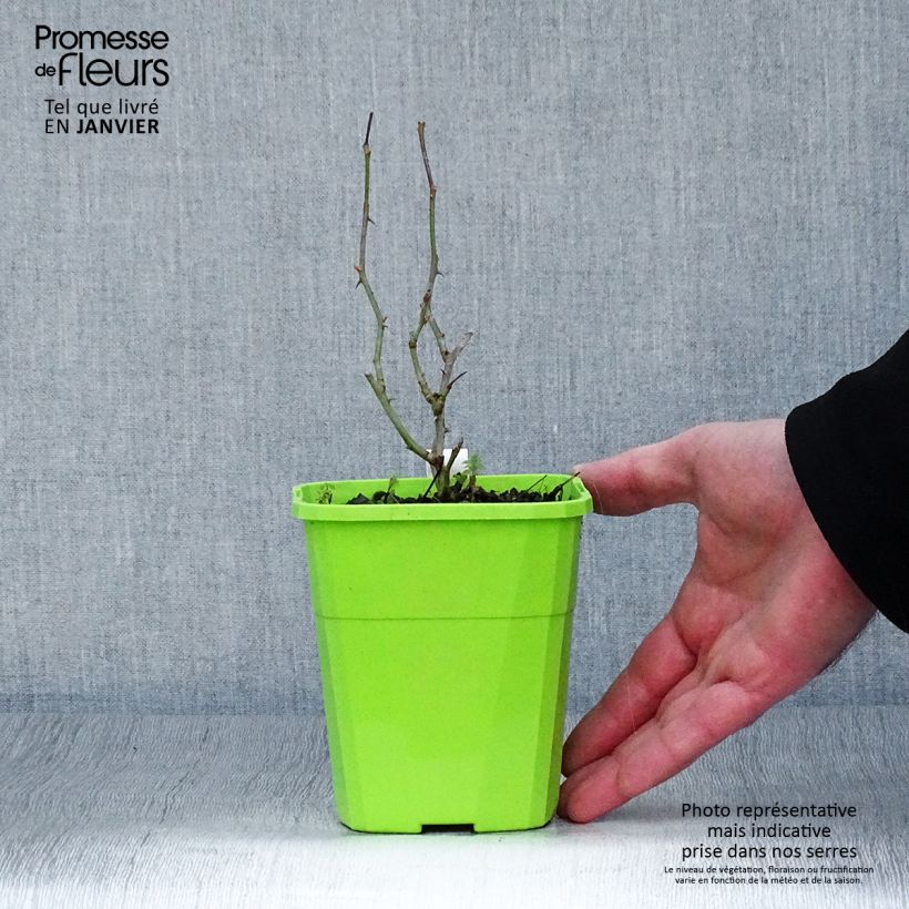 Rosa Rigo Rosen Caracho Vaso da 3L/4L esemplare consegnato in inverno