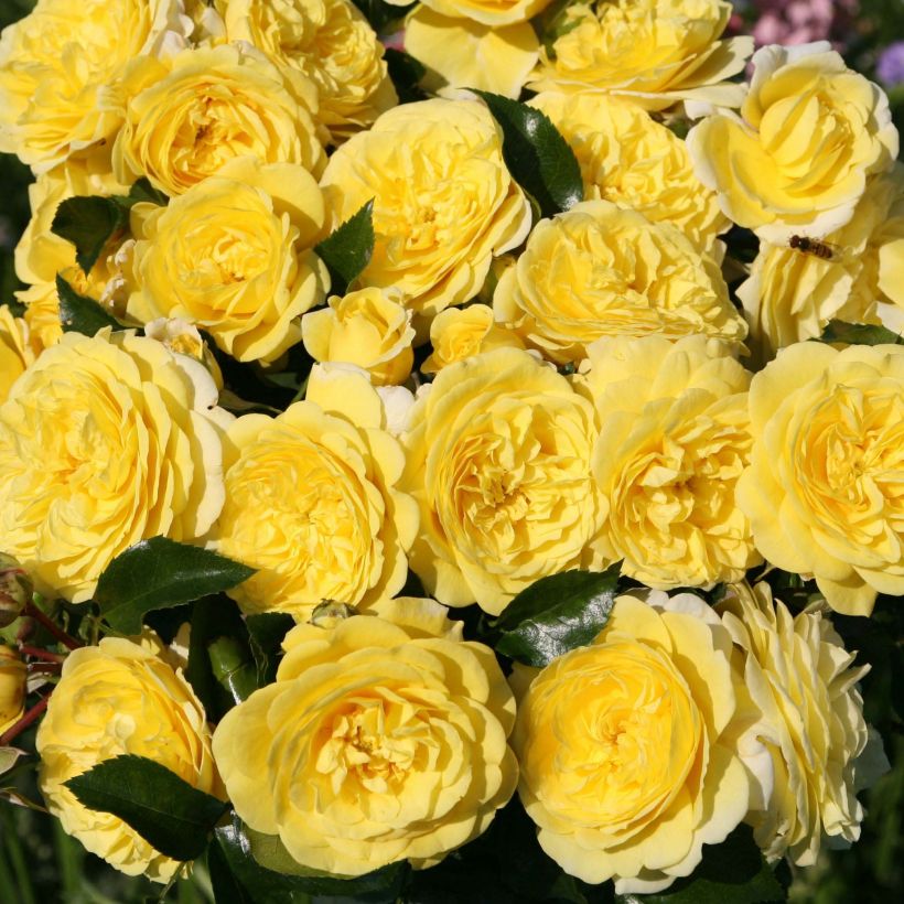 Rosa Rigo Rosen Solero (Fioritura)
