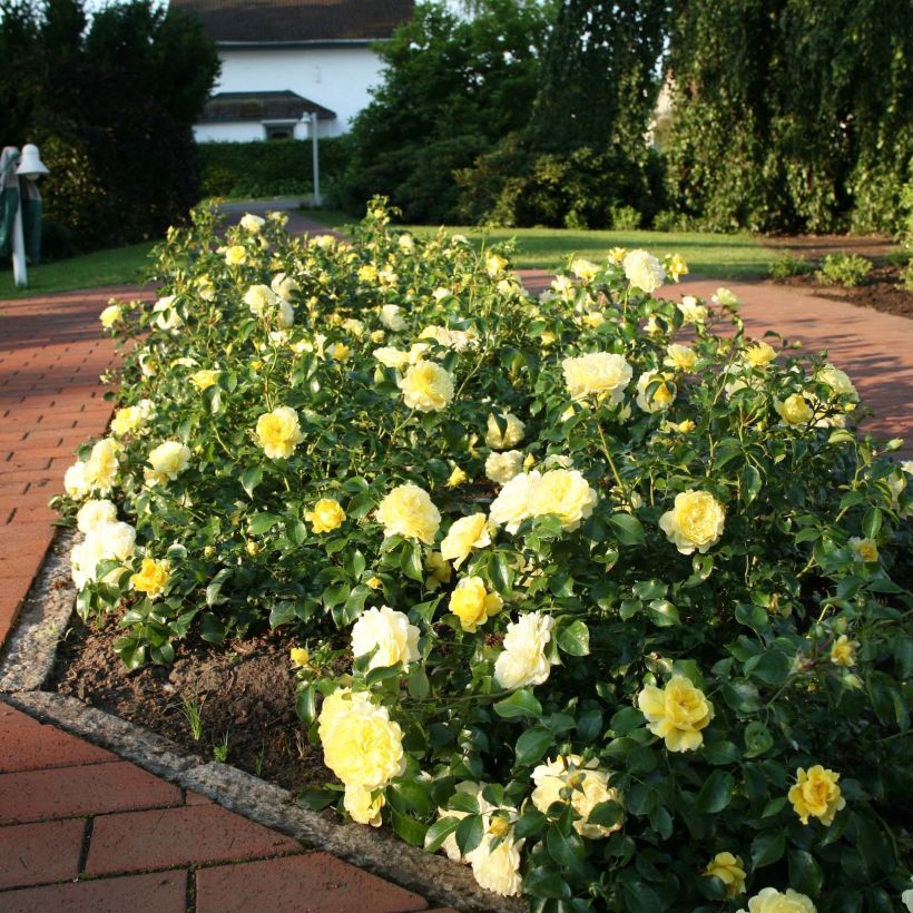 Rosa Rigo Rosen Solero (Porto)