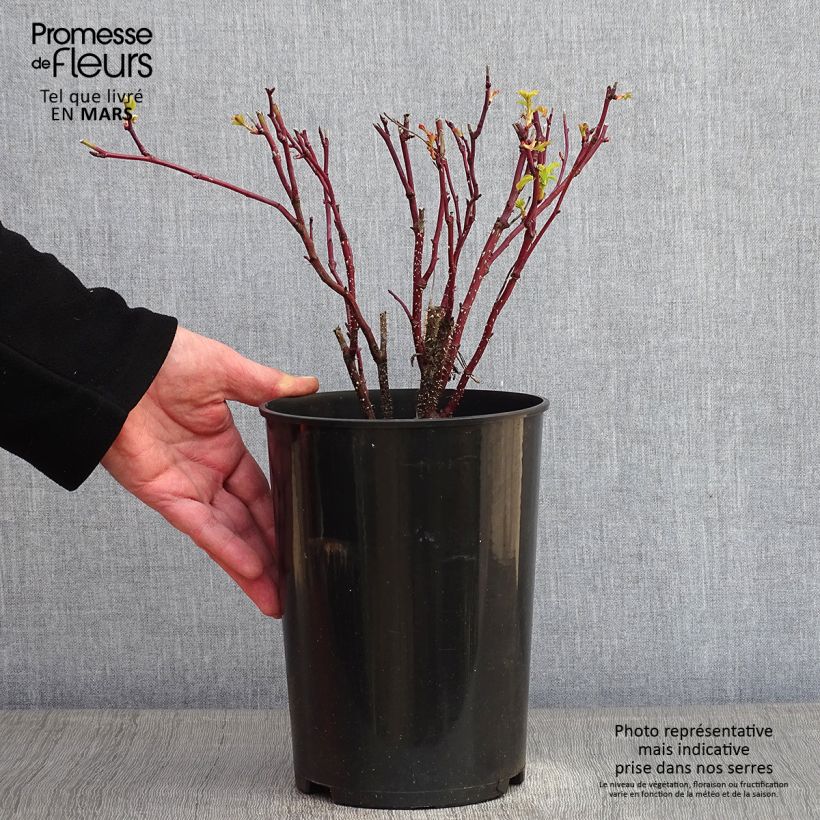 Rosa rugosa Thérèse Bugnet Vaso da 4L/5L esemplare consegnato in inverno