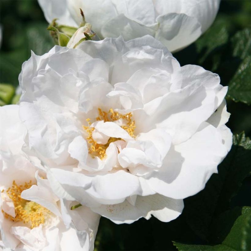 Rosa rugosa SAVORANOVA White Uhlsylt (Fioritura)