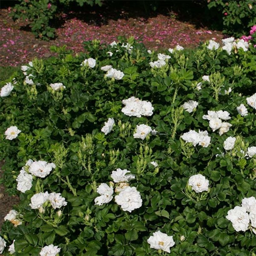 Rosa rugosa SAVORANOVA White Uhlsylt (Porto)