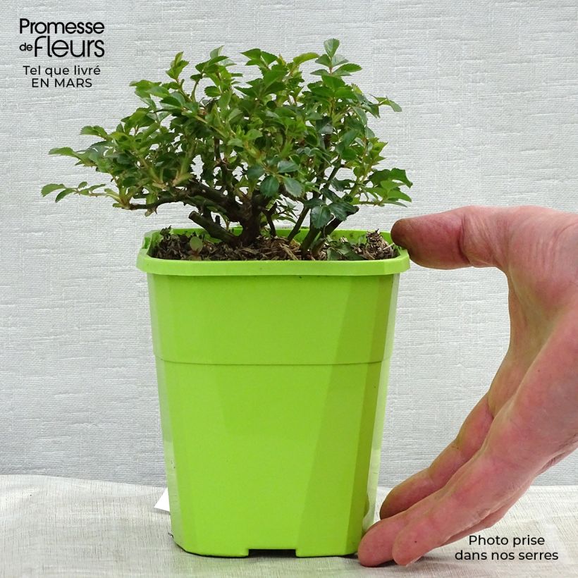 Rosa polyantha Knirps Vaso da 3L/4L esemplare consegnato in inverno