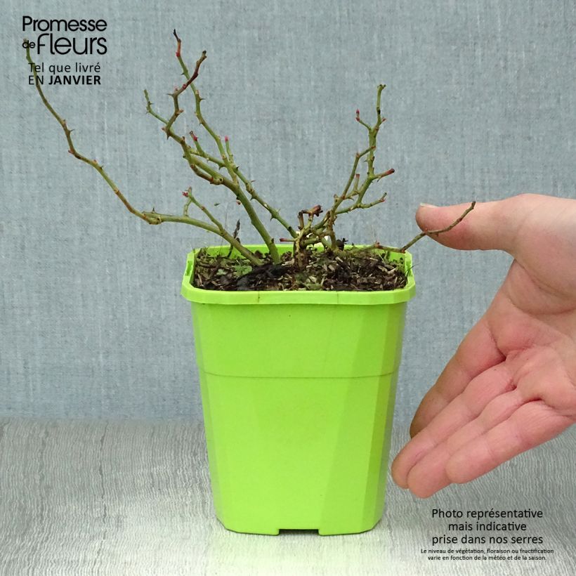 Rosa polyantha Sweet Knirps Vaso da 1,5L/2L esemplare consegnato in inverno