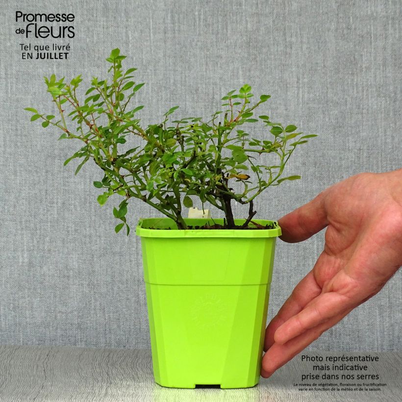 Esemplare di Rosa polyantha Sweet Knirps Vaso da 1,5L/2L consegnato in estate