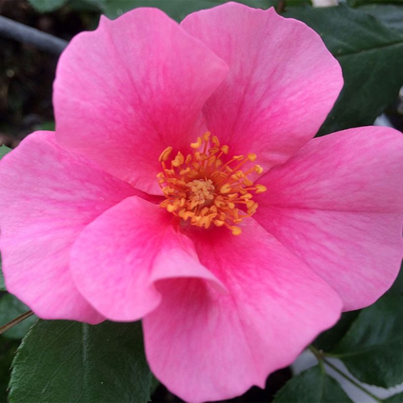 Rosa persica See You In Pink (Fioritura)