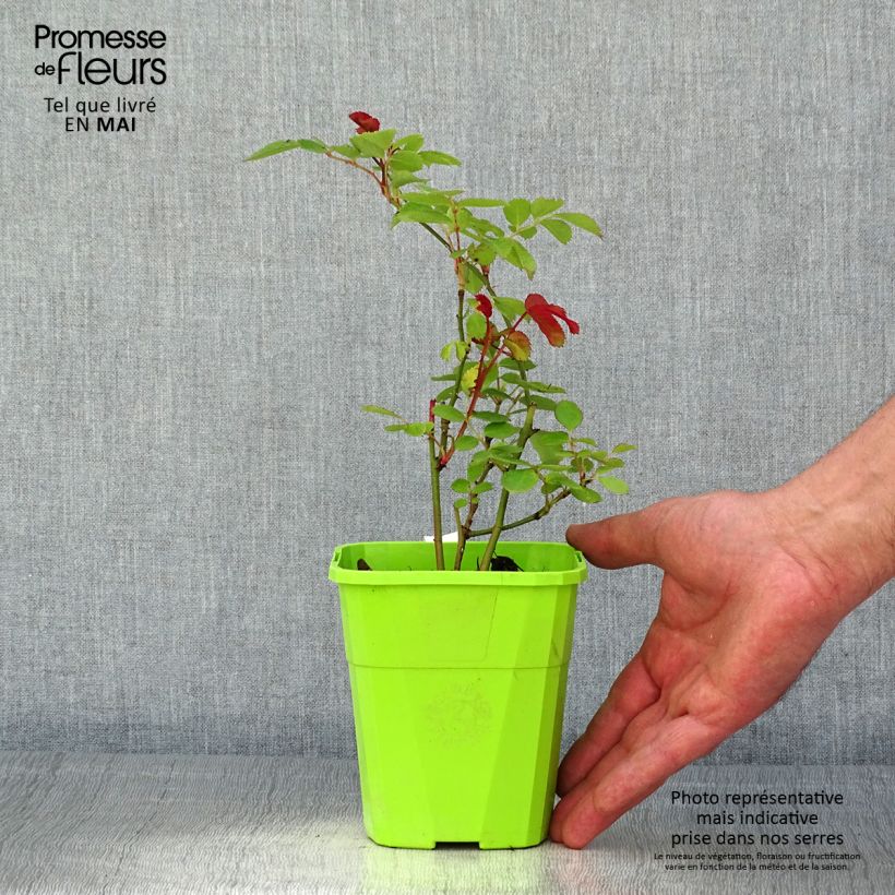 Rosa persica See You In Pink Vaso da 3L/4L esemplare consegnato in primavera