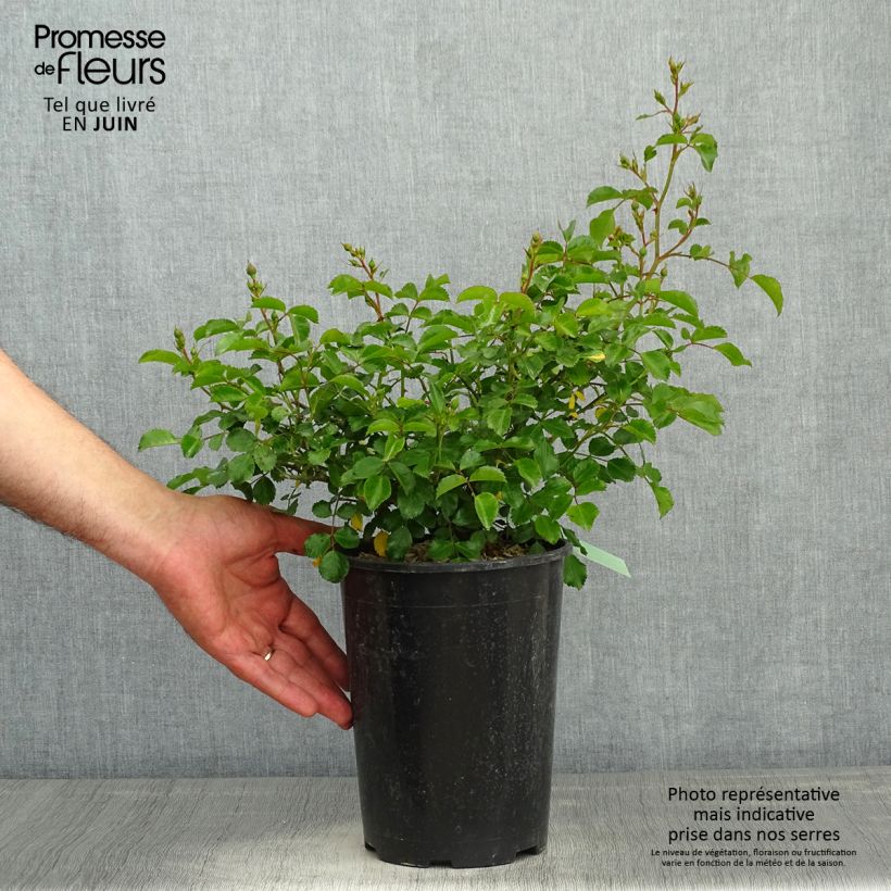 Rosa polyantha Toscana / Gärtnerfreude Vaso da 3L/4L esemplare consegnato in primavera