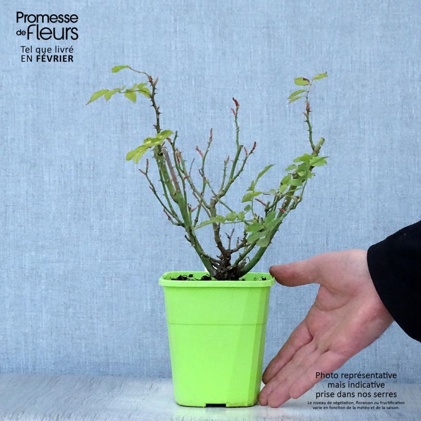 Rosa Urban Streetlight Larissa Vaso da 3L/4L esemplare consegnato in inverno