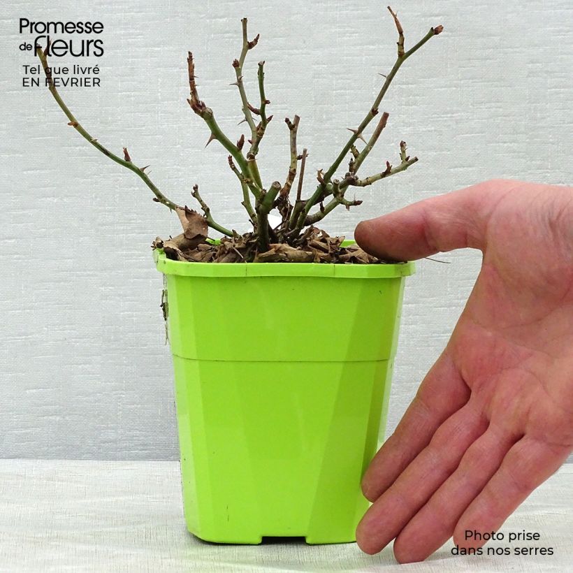 Rosa Urban Streetlight Rekord Cubana Vaso da 3L/4L esemplare consegnato in inverno