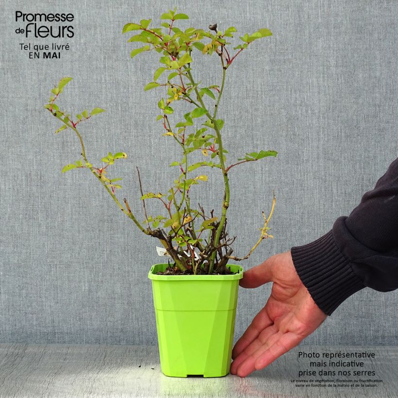 Rosa Urban Streetlight Rekord Cubana Vaso da 3L/4L esemplare consegnato in primavera