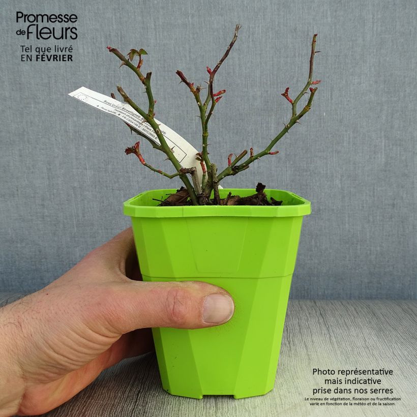 Rosa Urban Streetlight Rekord Sommerabend Vaso da 3L/4L esemplare consegnato in inverno