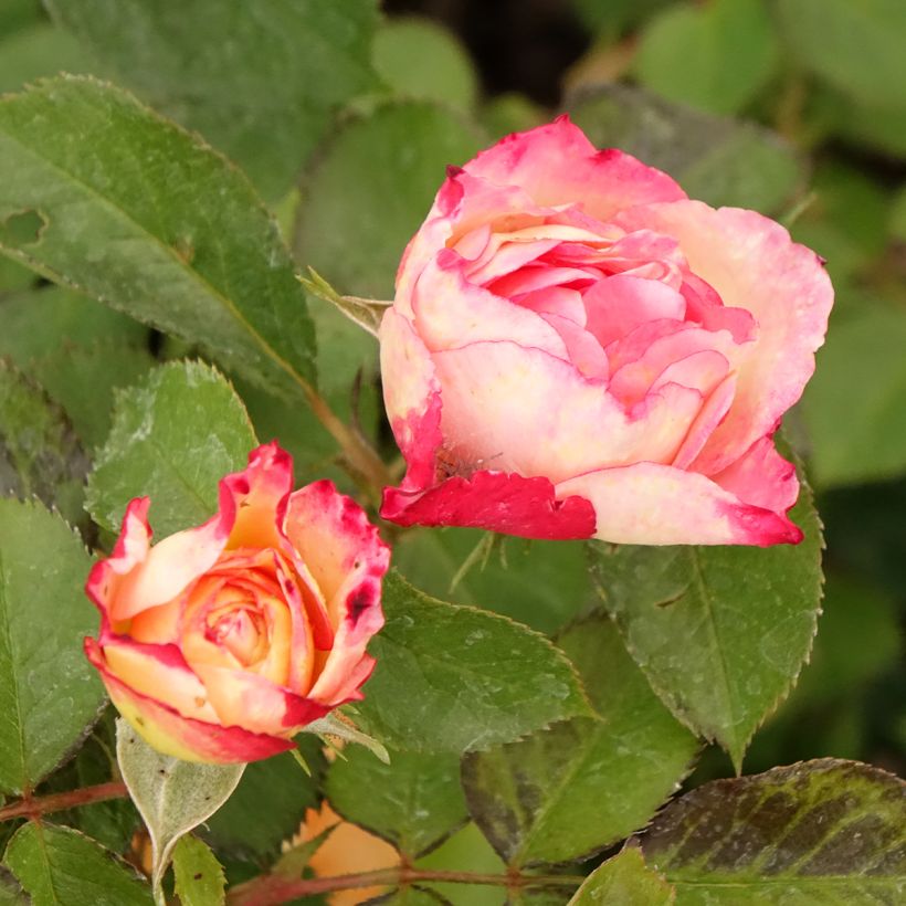 Rosa polyantha Aline Mayrisch Rose (Fioritura)