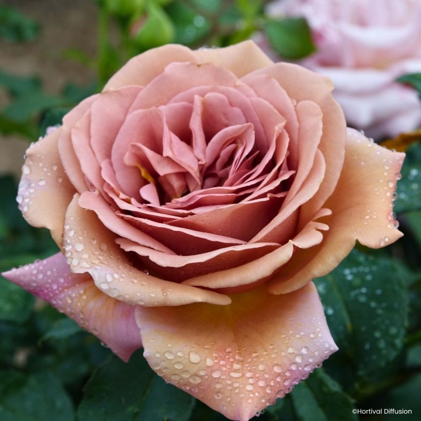 Rosa Koko Loko (Fioritura)