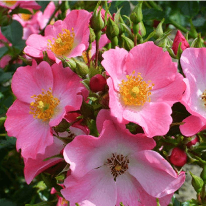 Rosa Mel Bee (Fioritura)