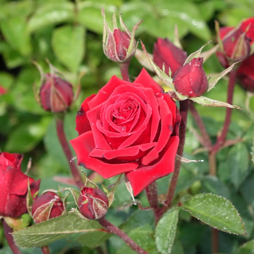 Rosa Floribunda Niccolò Paganini (Fioritura)