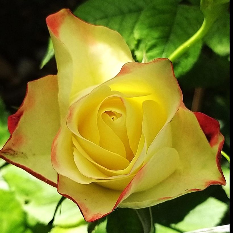 Rosa Floribunda Origami (Fioritura)