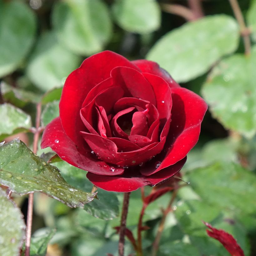Rosa polyantha Summer Sangria 'Meizilena' (Fioritura)