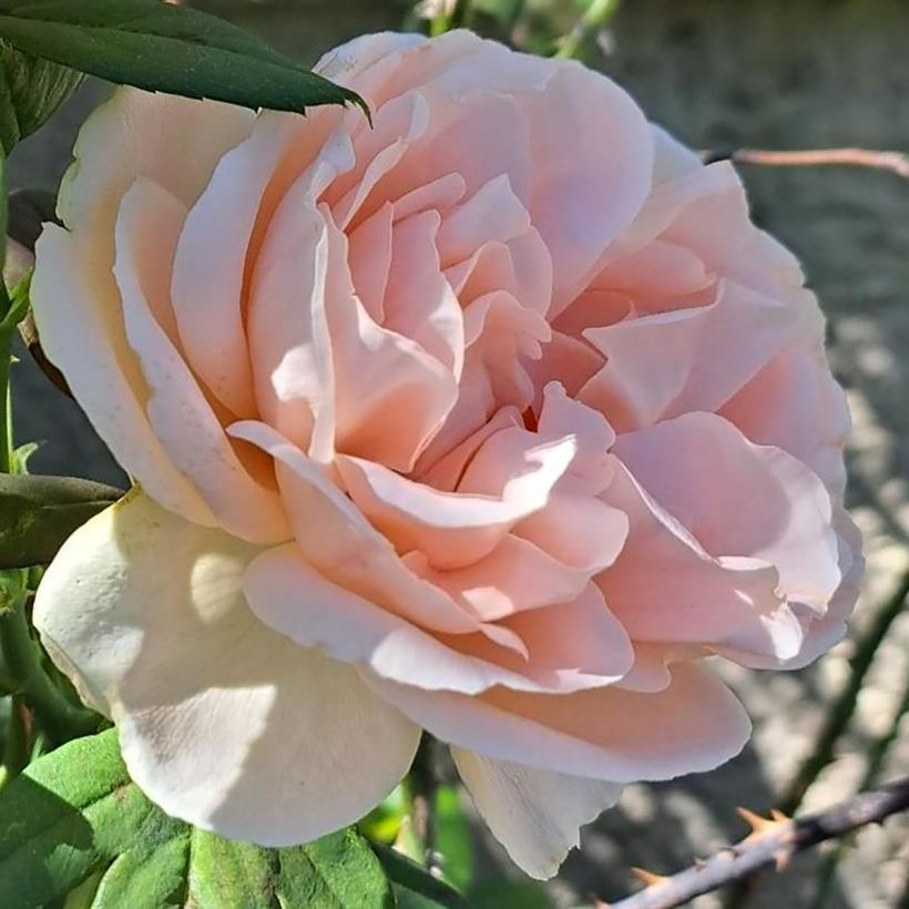 Rosa Donatella - Rose ibrida di tea (Fioritura)