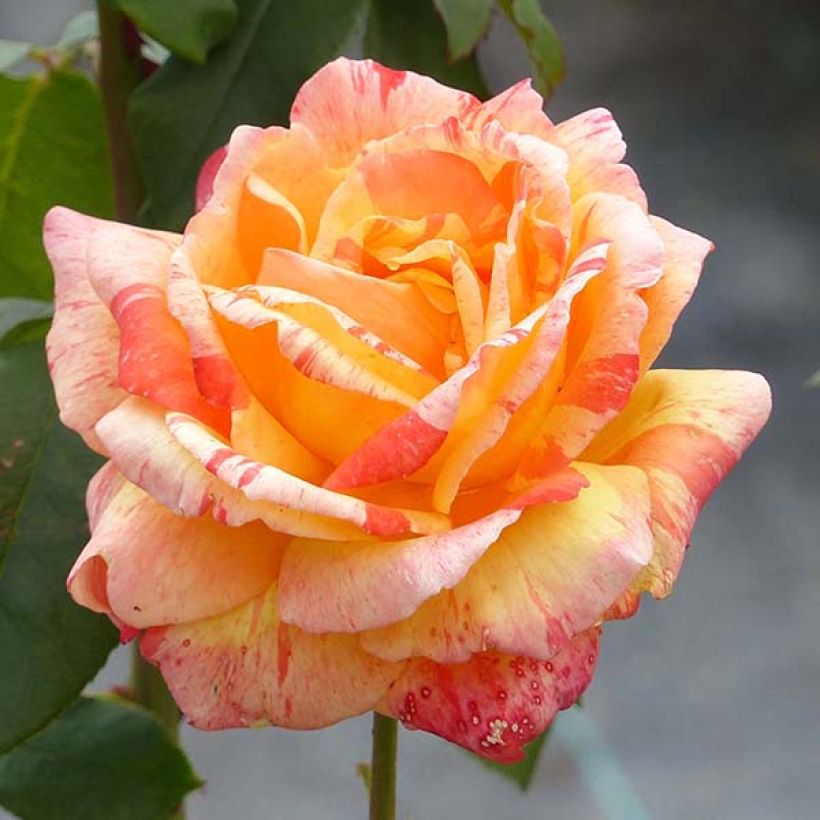 Rosa André Willemse (Fioritura)