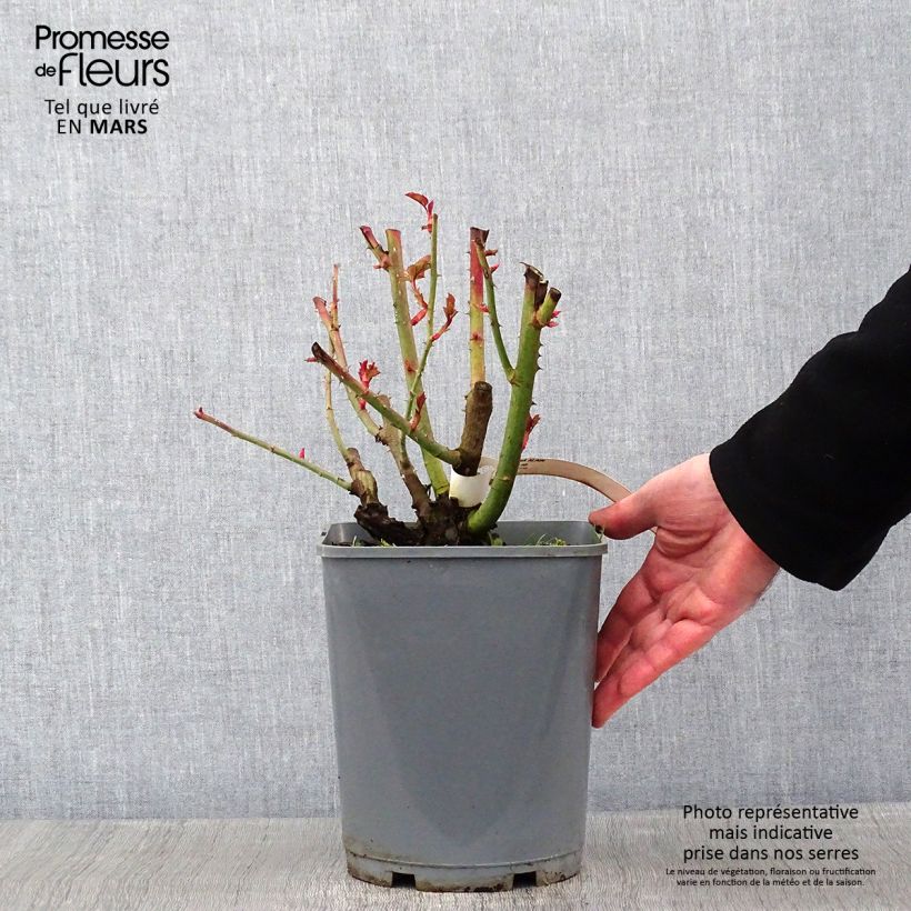 Rosa polyantha Alain Vaso da 4L/5L esemplare consegnato in inverno