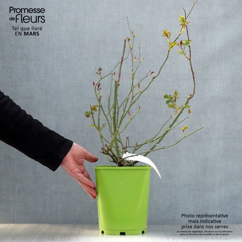 Rosa polyantha Alain Vaso da 4L/5L esemplare consegnato in primavera