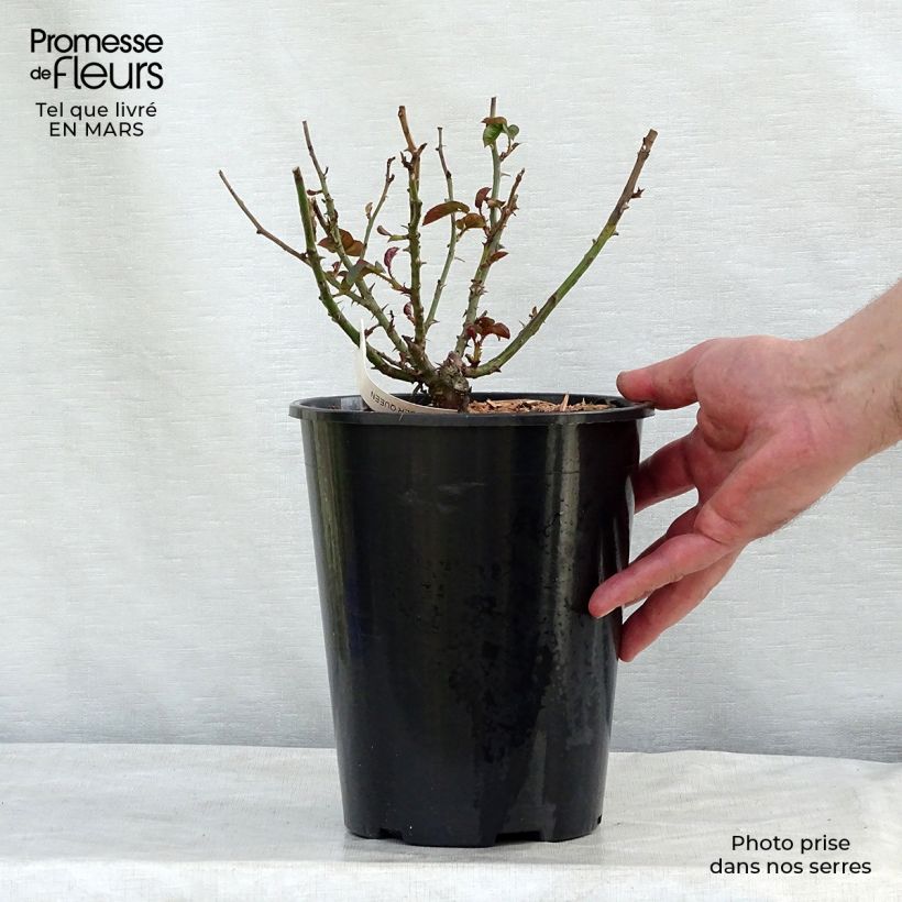 Rosa polyantha Amber Queen Vaso da 2L/3L esemplare consegnato in inverno