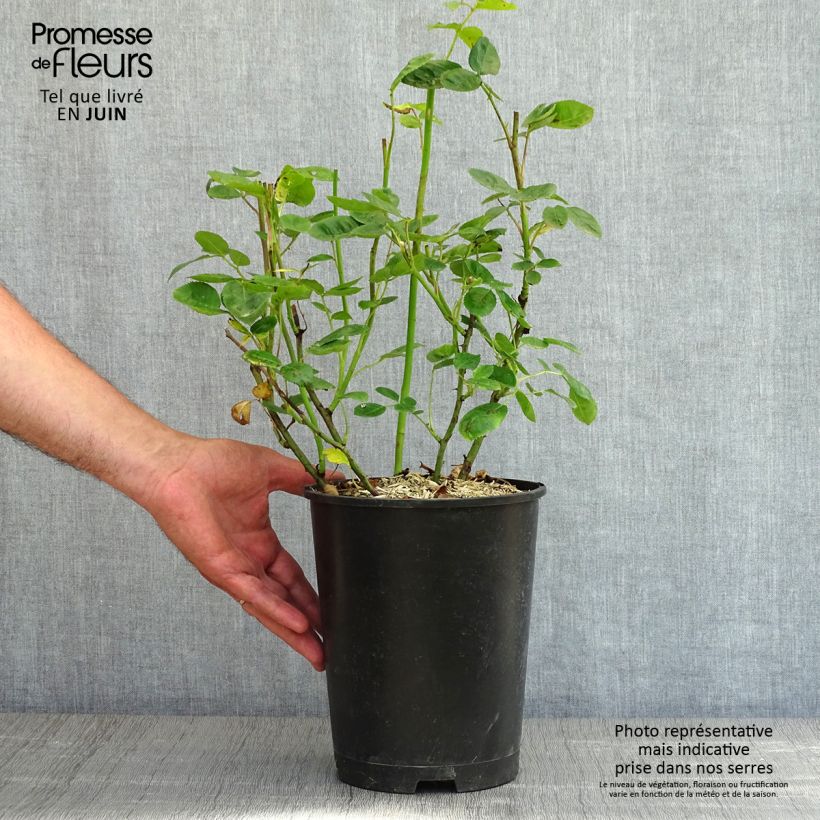 Rosa polyantha Anny Duperey Vaso da 4L/5L esemplare consegnato in primavera