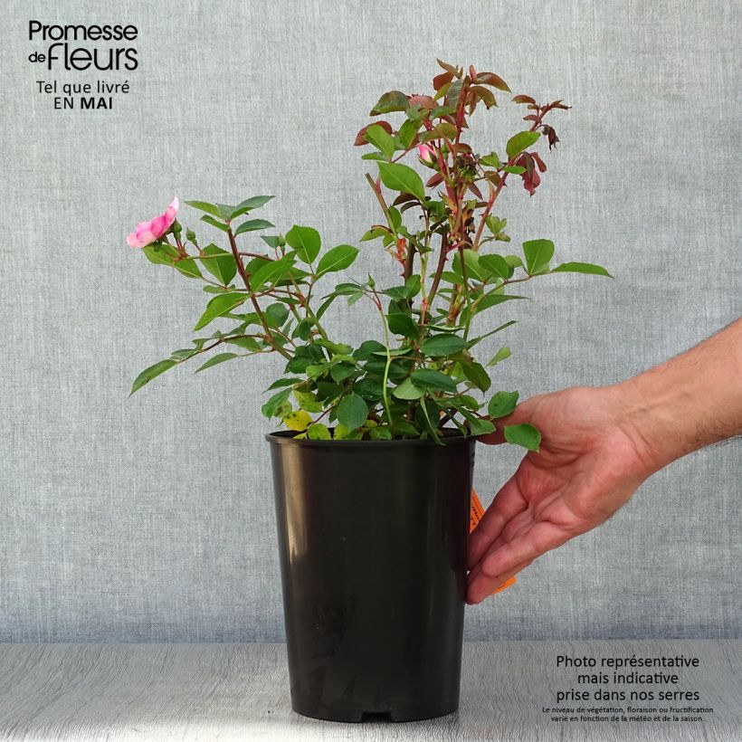 Rosa polyantha Astronomia Meillandécor Vaso da 4L/5L esemplare consegnato in primavera