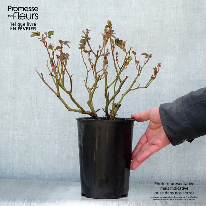 Rosa moderno Bentheimer Gold Vaso da 2L/3L esemplare consegnato in inverno